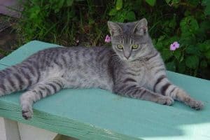 Tabby cat resting on his side on a bench in the garden
