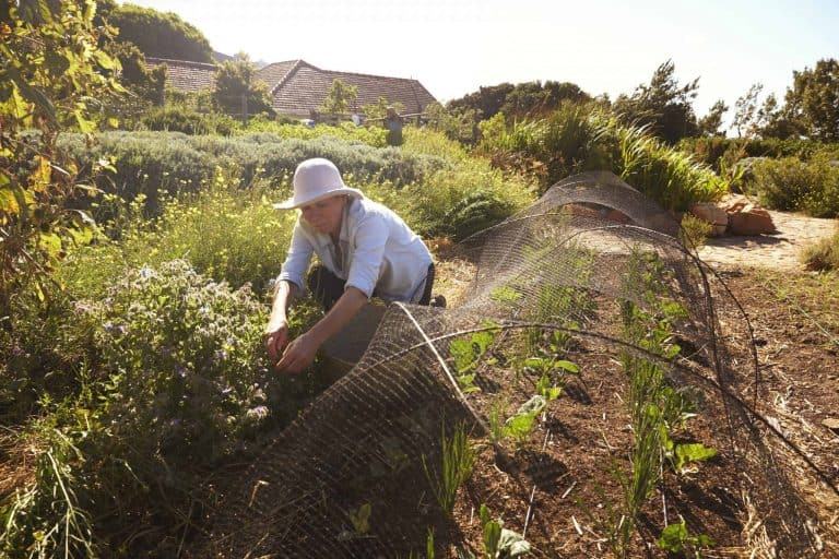 Mature woman working in a community allotment garden