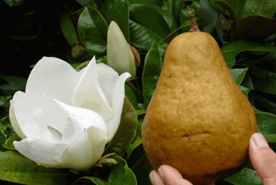 Giant Pear Grown at Gentle World