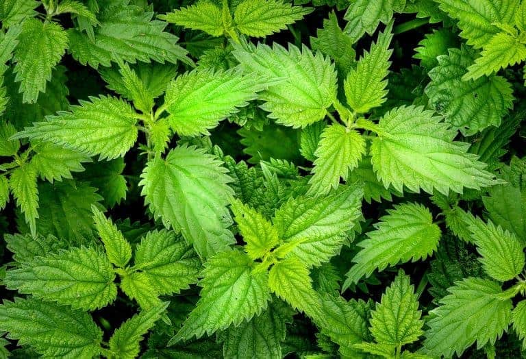 Nettle leaves from above