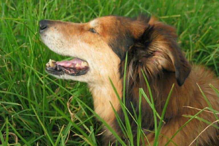 Beautiful golden-brown collie dog looking happy in the grass