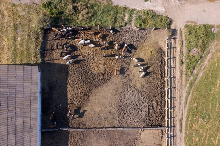 Drone view of cows on a feedlot