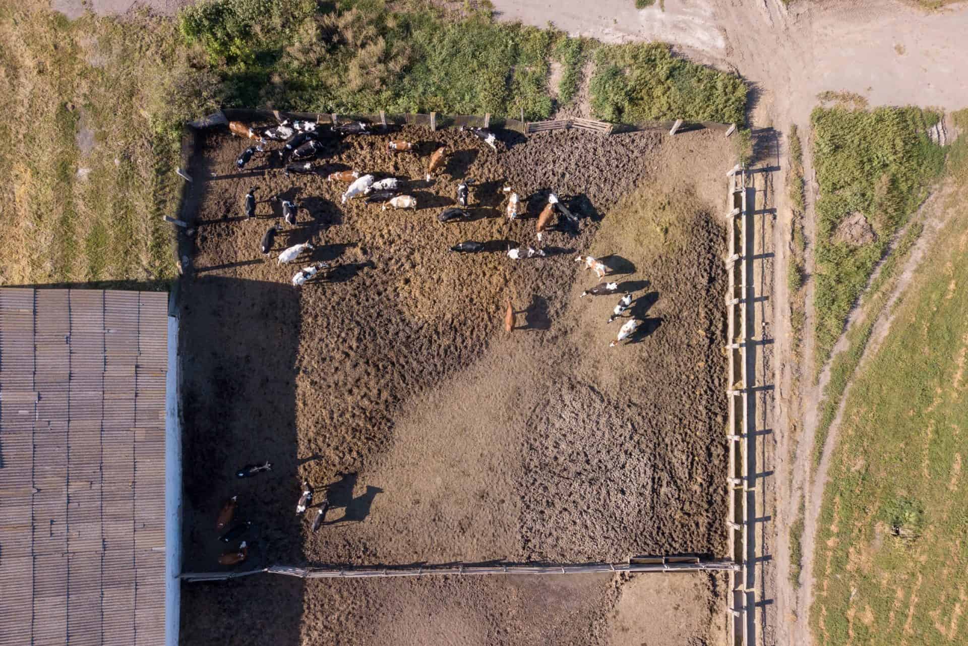 Drone view of cows on a feedlot