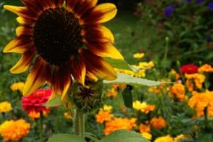A monarch chrysalis hands from a stunning red sunflower in a brightly-colored flower garden