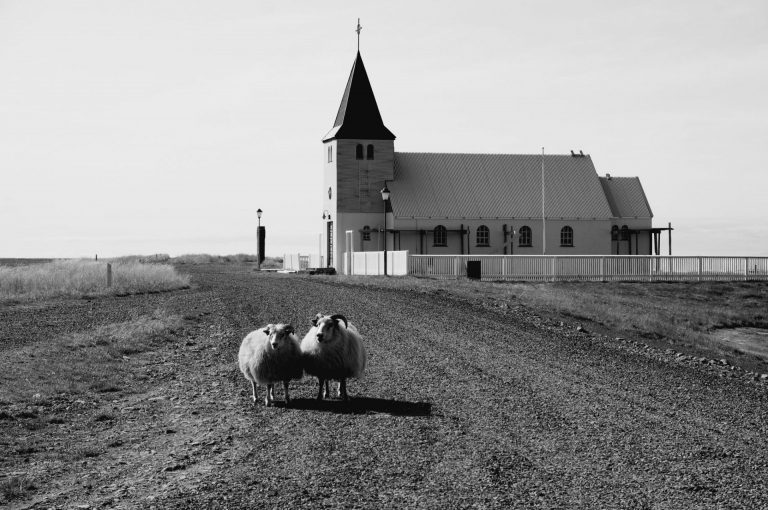 Black and white image of two sheep in the yard of a church