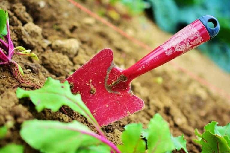 Gardening trowel with plants in the soil