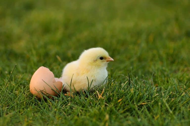 A fluffy yellow chick sitting next to a broken egg shell on the grass