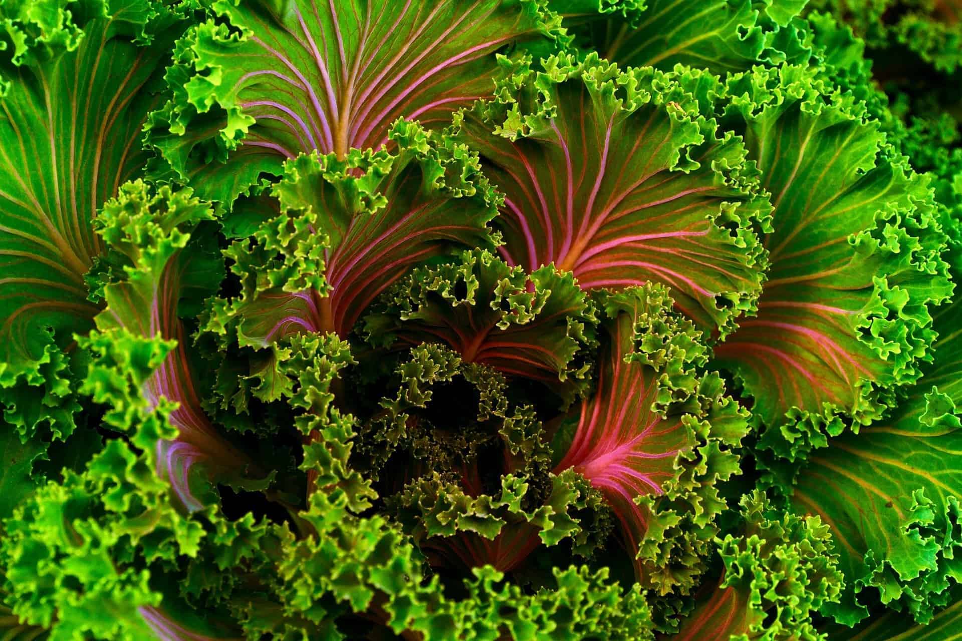 Read more about the article Kale is the new Spinach