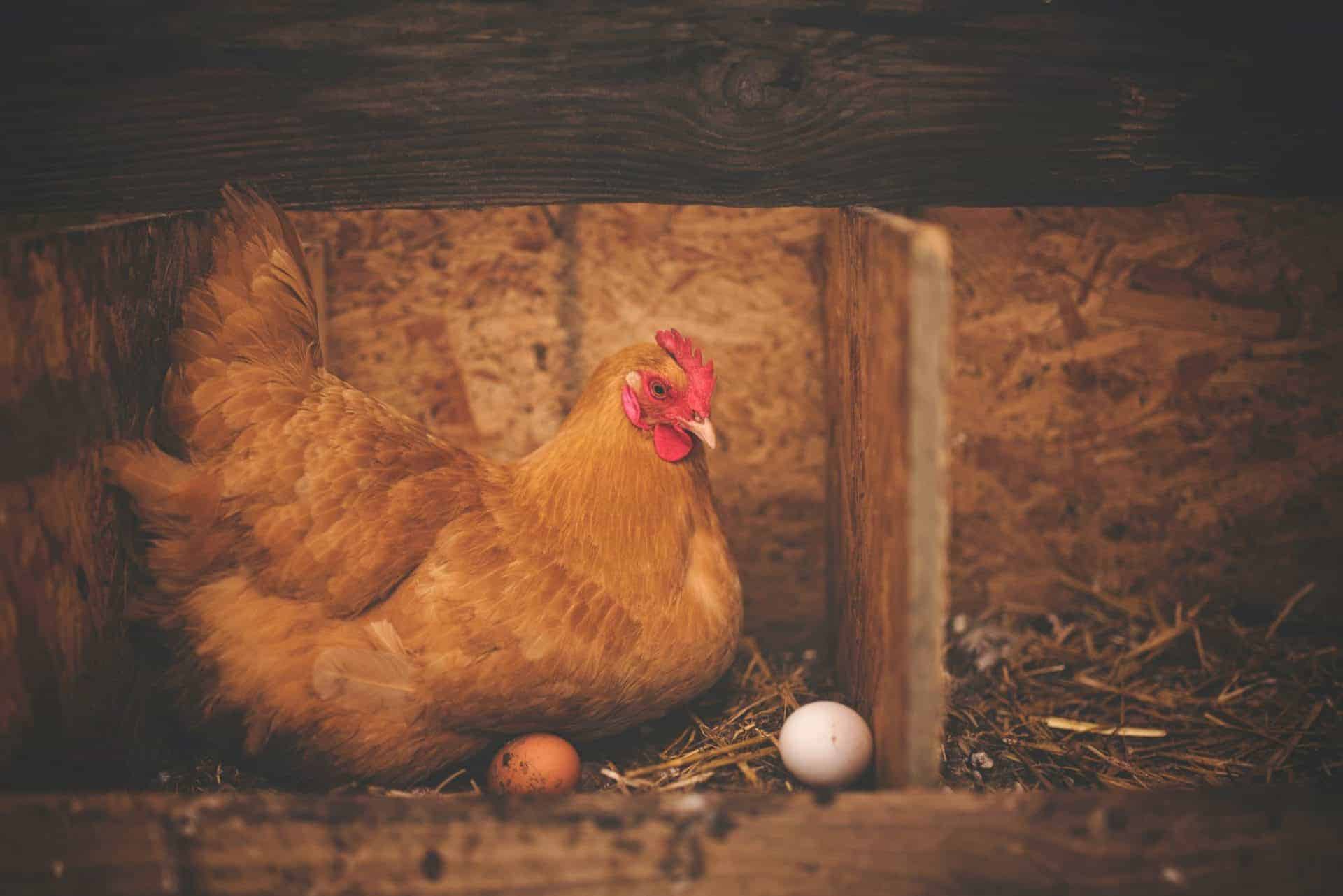 A Hen's Relationship With Her Eggs - Gentle World