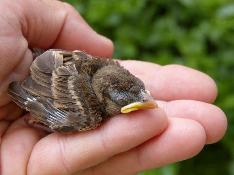 A tiny baby sparrow with eyes closed, sitting on a human hand