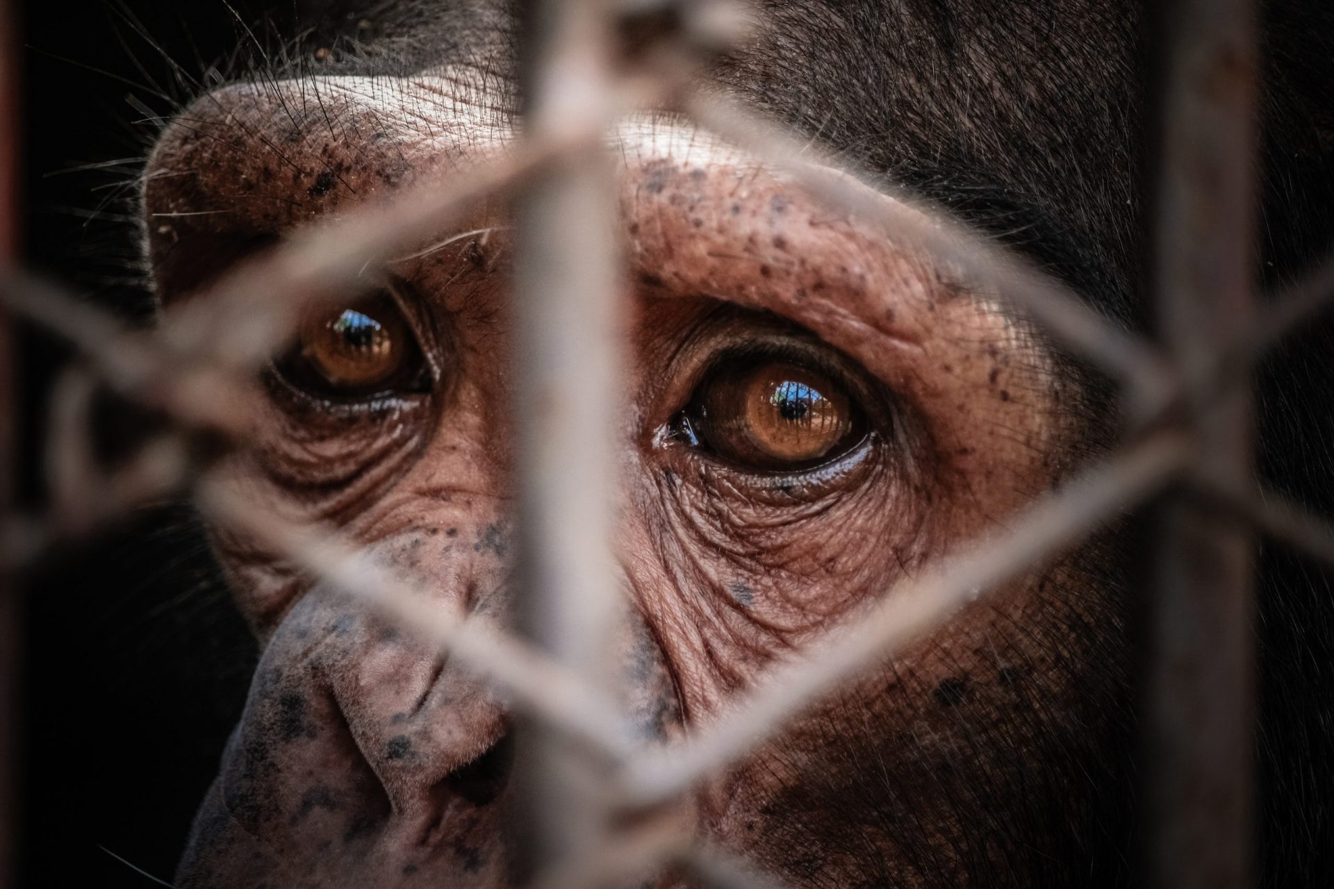 Portrait of sad imprisoned chimp behind wire of metal cage