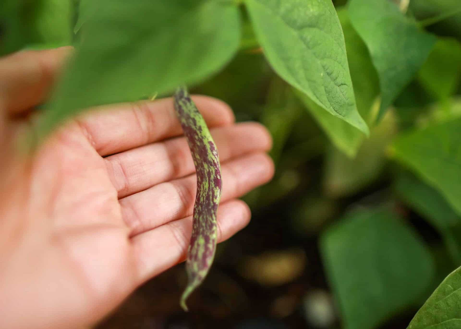Read more about the article Green Beans: An Easy Beginner’s Guide to Growing