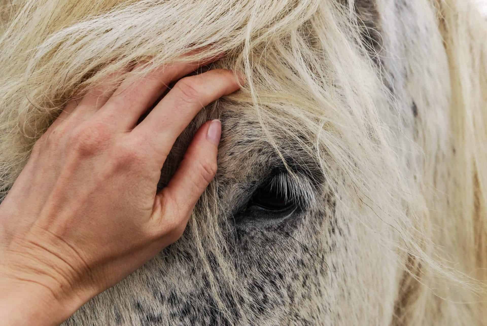 A human hand caressing the head of a beautiful white horse