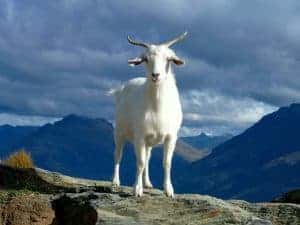 A white goat standing standing on a mountain top