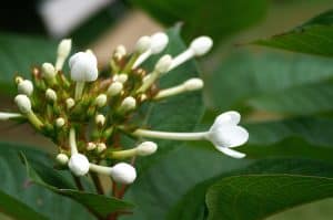 A close up of a white luculia flower cluster beginning to open