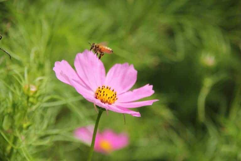 pink flower supporting a single buzzing bee