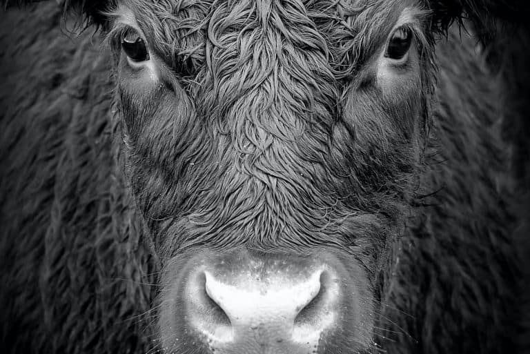 Black and white full-frontal close up of the eyes and face of a cow