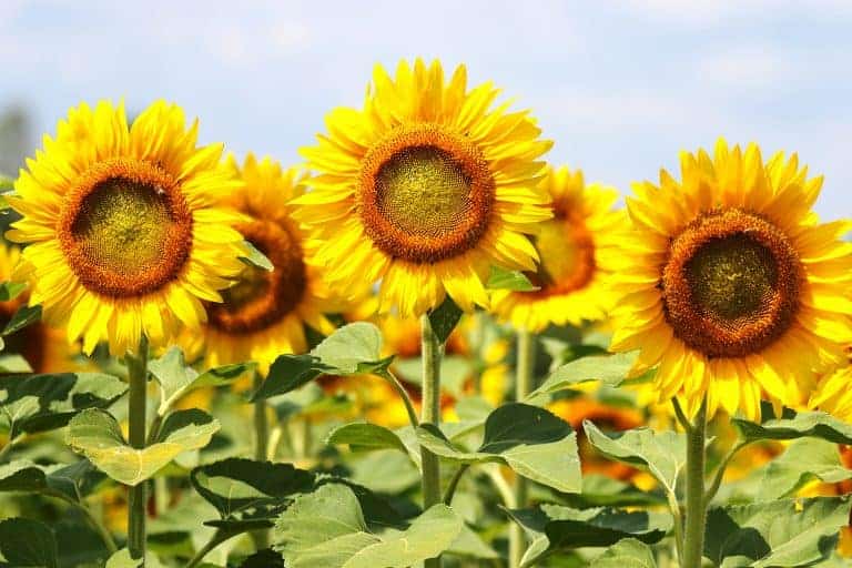 Big, bright sunflowers in the sunlight, facing the camera with blue sky in the background