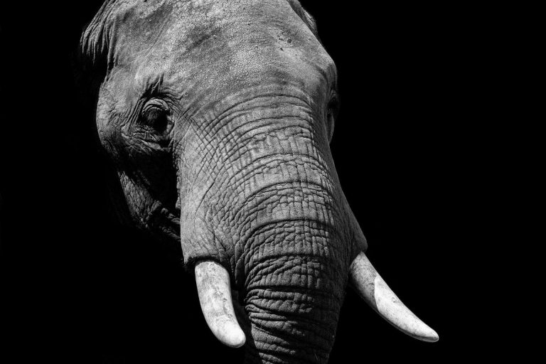 A black and white portrait of an elephant's face against a black background