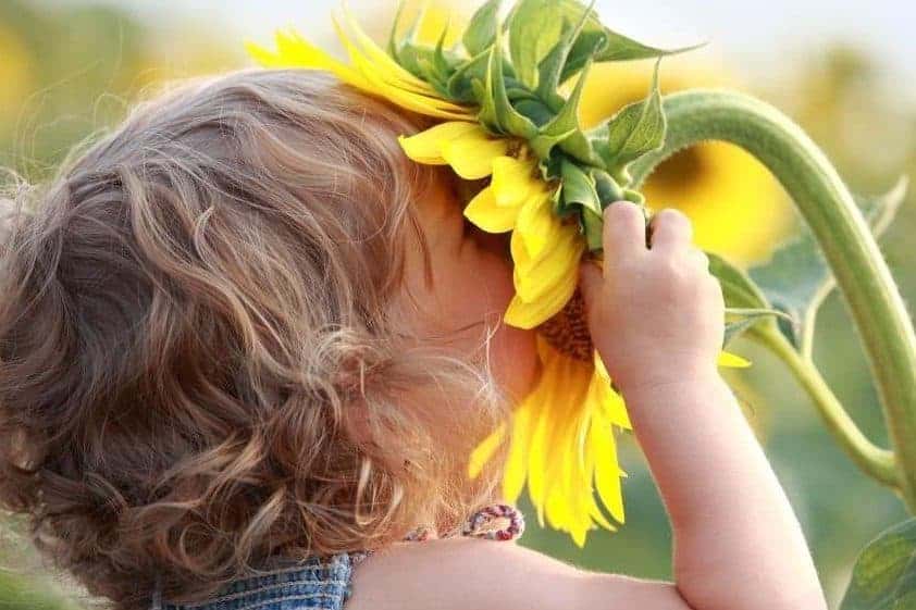 Child smelling giant sunflower in a sunflower field