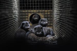 Four mink crowded in wire cage