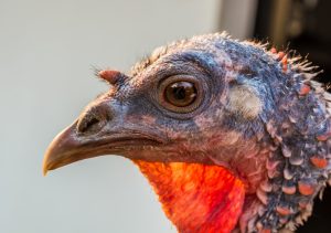 A beautiful close-up portrait of a turkey