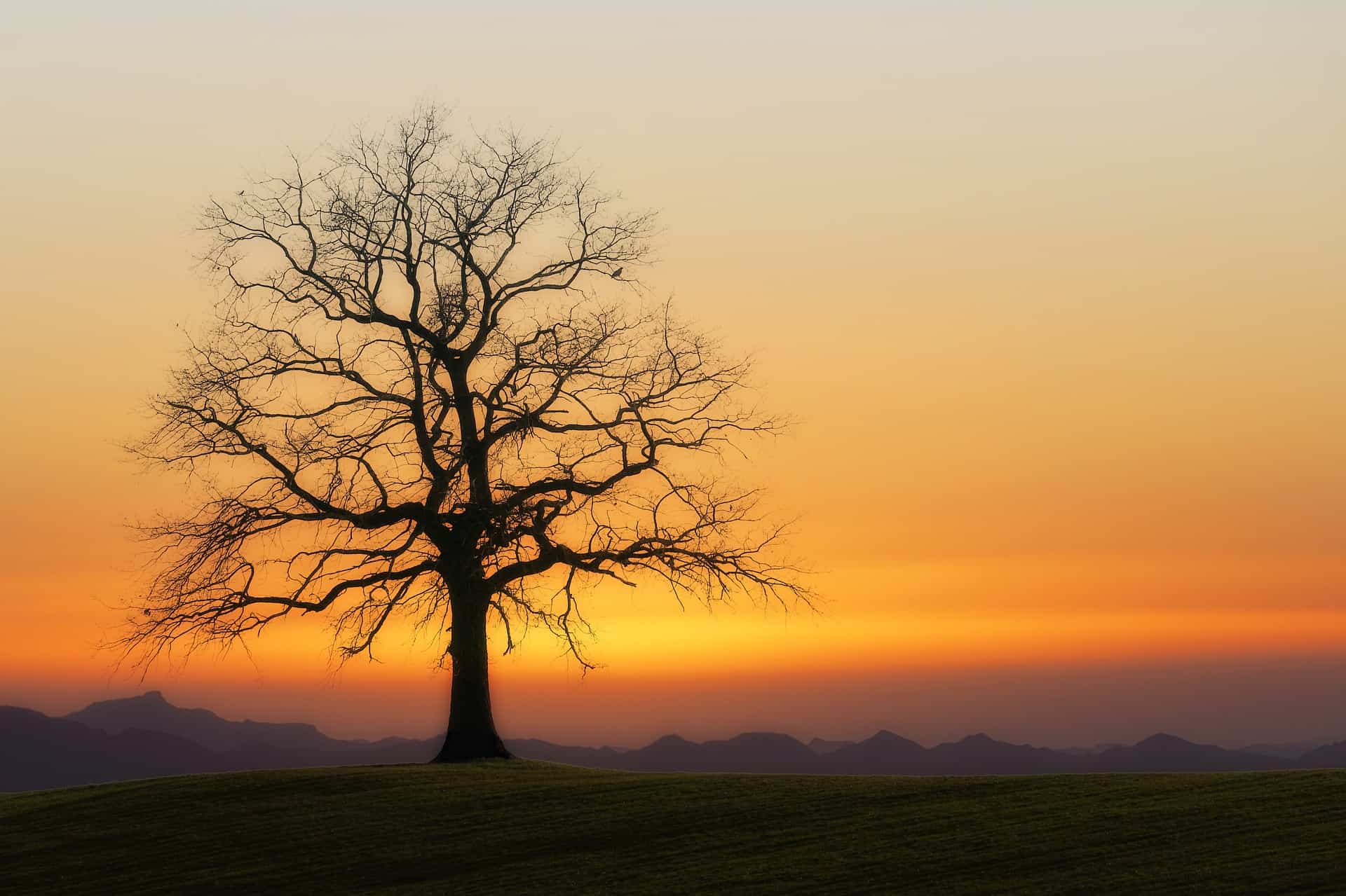 A single bare winter tree stands in a field with misty sunset colors in background