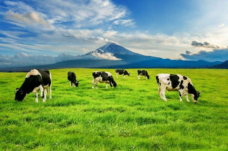 Cows grazing on green field in front of Mount Fuji in Japan