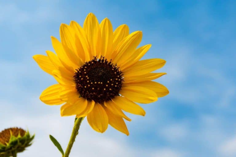 A single sunflower on a stem with a blue sky in the background