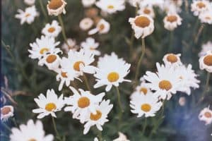 White and yellow daisies