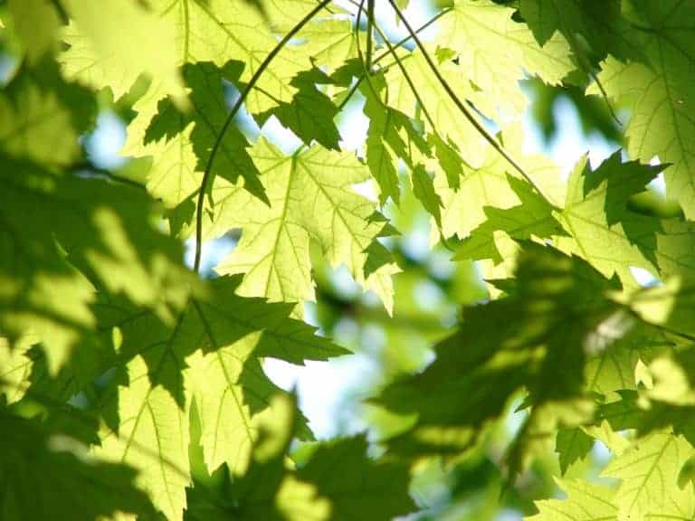Maple leaves under sunlight