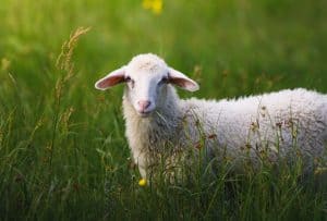 A beautiful sheep in a green field, gazing at the camera