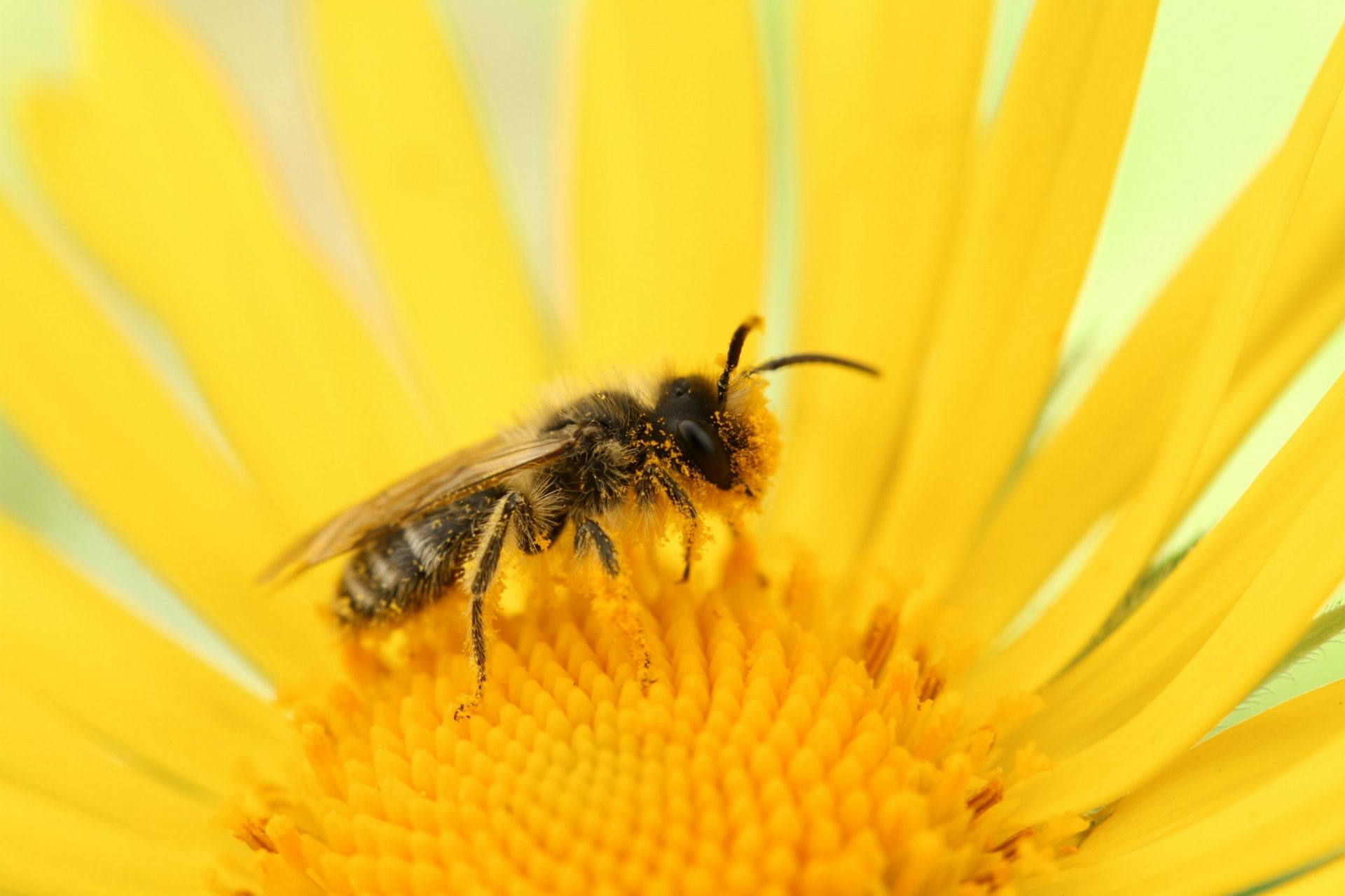 Read more about the article Vegan Alternatives to Honey