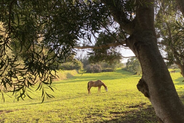 A rescued horse grazes on VeganLand