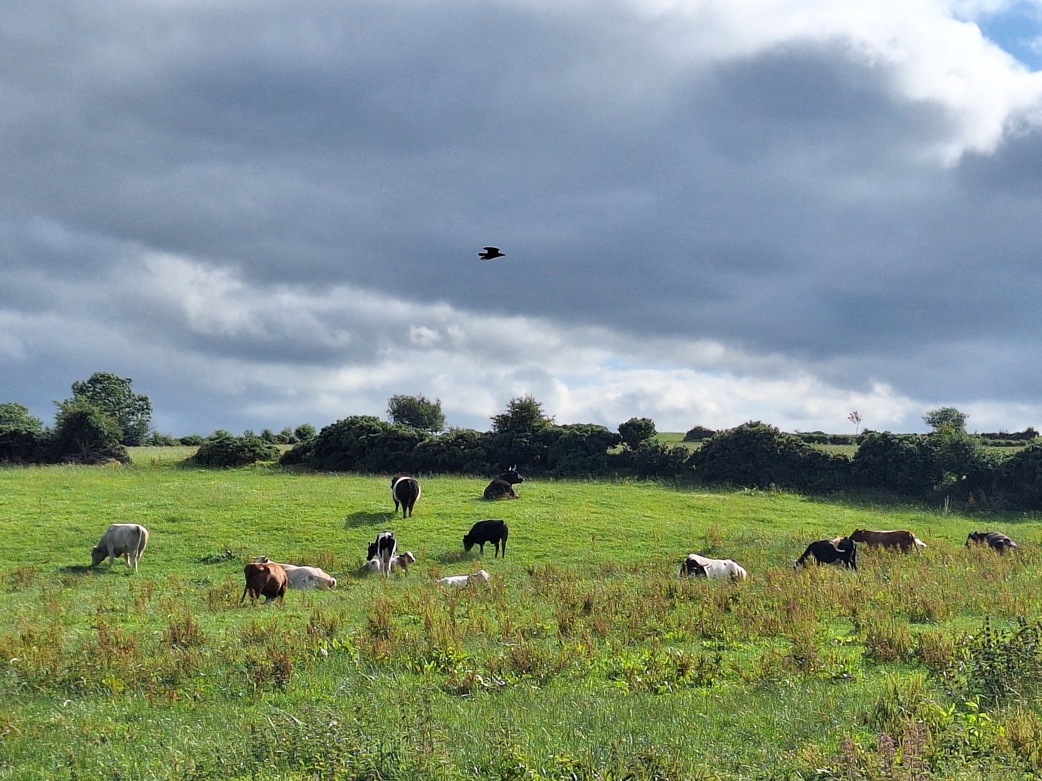 Read more about the article An Urgent Plea for Survival: Heartstone Sanctuary’s Last Stand